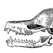 Gervais's Funnel-Eared Bat