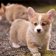 Corgi Puppy