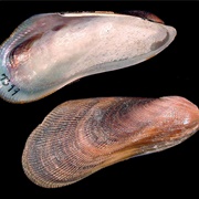 Southern Ribbed Mussel