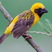 Asian Golden Weaver