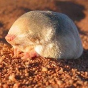 Golden Moles