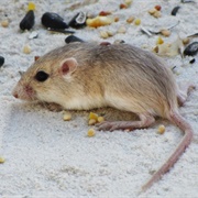Plains Pocket Mouse