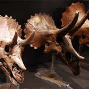 Siebel Dinosaur Complex