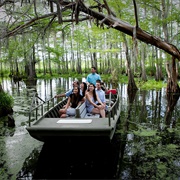 Louisiana Swamp Tour