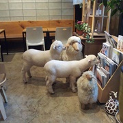 Thanks Nature Sheep Cafe