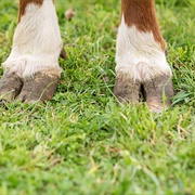 Calves' Feet