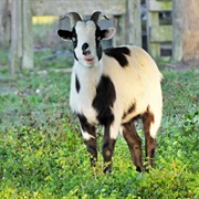 Fainting Goat
