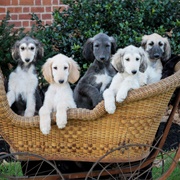 Afghan Hound Puppy