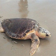 Surf City, North Carolina