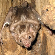 White-Winged Vampire Bat