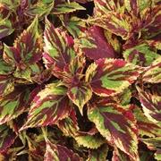 Coleus Combat
