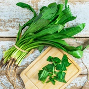 Culantro (Eryngium Foetidum)