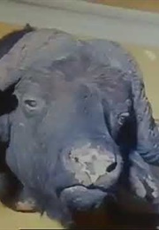 Alcune Signore Per Bene (1990)