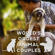 World's Oddest Animal Couples