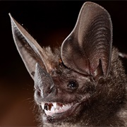 Pygmy Round-Eared Bat