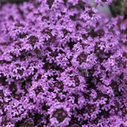 Creeping Thyme