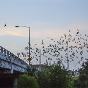 Bats of Waugh Drive Bridge