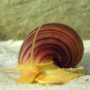 Apple Snail