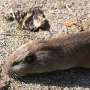 Northern Pocket Gopher
