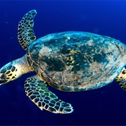 Hawksbill Sea Turtle