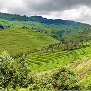 Gishwati Mukura National Park