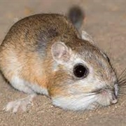 Panamint Kangaroo Rat