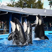 Seaworld Mistreatment of Animals