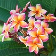 Plumeria