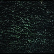 The Order of Things (Tarentel, 2001)