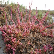 Suaeda Pulvinata