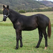Australian Stock Horse