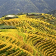 Guilin Rice Terraces, Longji, China