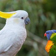 Watch the Birds Feeding