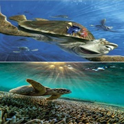 "Sea Turtle Highway" in Finding Nemo / Eastern Australian Current in the Great Barrier Reef