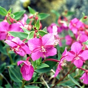 Dwarf Fireweed (Chamaenerion Latifolium)