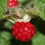 Atibulnak (Rubus Pectinellus)