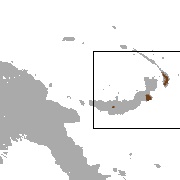 Gilliard's Flying Fox