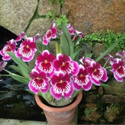 Eric Young Orchid Foundation