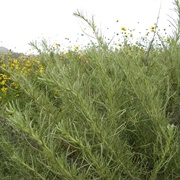 California Sagebrush (Artemisia Californica)