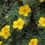 Shrubby Cinquefoil (Dasiphora Fruticosa)