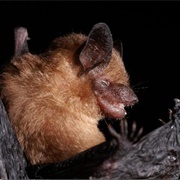 Yucatan Yellow Bat