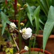 Threeleaf Arrowhead (Sagittaria Trifolia)
