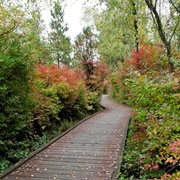 Richmond Nature Park, BC, Canada