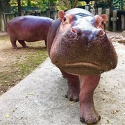Khao Kheow Open Zoo,  Si Racha, Chonburi, Thailand