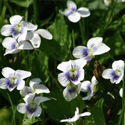 Wood Violet