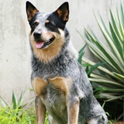 Heeler