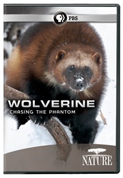 Wolverine Chasing the Phantom (2010)