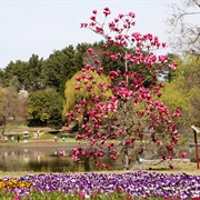 Chollipo Arboretum