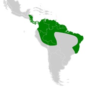 White-Bellied Big-Eared Bat