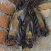 Madagascan Fruit Bat